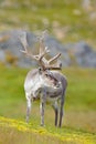 Wild animal from Norway. Reindeer, Rangifer tarandus, with massive antlers in the green grass and blue sky, Svalbard, Norway. Royalty Free Stock Photo