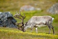 Wild animal from Norway. Reindeer, Rangifer tarandus, with massive antlers in the green grass and blue sky, Svalbard, Norway. Royalty Free Stock Photo