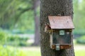Wild squirrel in the birdhouse in the park Royalty Free Stock Photo