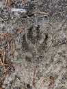 Wild animal pawprint in the gray sand, wolf, dog