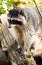 Wild Animal Raccoon Foraging Fallen Logs Nature Wildlife Coon Royalty Free Stock Photo