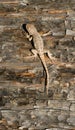 Wild Animal Sagebrush Lizard Forest Reptile Sceloporus Graciosus Royalty Free Stock Photo