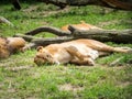 Lions lying in grassy field. Royalty Free Stock Photo