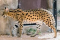 Wild Animal Serval Cat in African Jungle