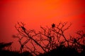 Wild animal silhouette sunset and colors in sky like painting alert Gray or Hanuman langurs or indian langur or monkey family on