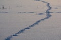 Animal traces in snow Royalty Free Stock Photo