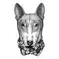 Dog, bullterrier. Wild animal for tattoo, nursery poster, children tee, clothing, posters, emblem, badge, logo, patch Royalty Free Stock Photo