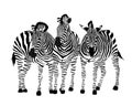 Three zebras standing. Savannah animal ornament.