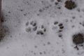 Wild animal traces on wet snow Royalty Free Stock Photo