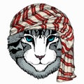 Wild animal wearing keffiyeh or kufiya. Animal head.