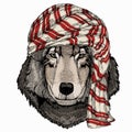 Wild animal wearing keffiyeh or kufiya. Animal head.