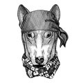 Dog. Wild animal wearing pirate bandana. Brave sailor. Hand drawn image for tattoo, emblem, badge, logo, patch