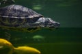 Wild animal and wildlife. Animal in zoo aquarium. Chinese box turtle in zoo park. Wildlife and fauna. Tortoise reptile. Underwater Royalty Free Stock Photo