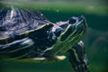 Wild animal and wildlife. Animal in zoo aquarium. Chinese box turtle in zoo park. Wildlife and fauna. Tortoise reptile. Underwater Royalty Free Stock Photo