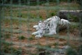 Wild animal and wildlife. Animal in zoo. Bengal tiger in zoo park. Wildlife and fauna. Bengal tiger outdoor