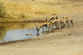 Wild animals of Africa: Gazelles