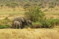 Wild animals of Africa: group of Elephants Royalty Free Stock Photo