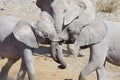 Wild animals of Africa: two young elephants playing