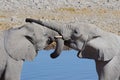 Wild animals of Africa: two young elephants playing Royalty Free Stock Photo