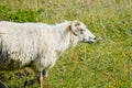 Wild animals with broken horns- sheep portrait. Farmland View of a running Woolly Sheep in a Green Field Royalty Free Stock Photo