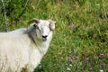 Wild animals with broken horns- sheep portrait. Farmland View of a Woolly Sheep in a Green Field