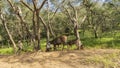 Wild animals in a clearing in the jungle. Mom and baby Indian deer sambar