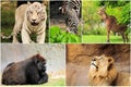 Wild Animals Collage Royalty Free Stock Photo