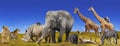 Wild animals collection panorama