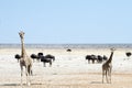 Wild animals in Etosha National park with severe drought. Two giraffes, herd of gnus and ostrich. Namibia Royalty Free Stock Photo