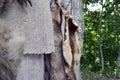 Wild animals fur hanging  outside. Royalty Free Stock Photo