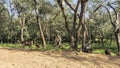 Wild animals gathered on the side of a dirt road in the jungle.