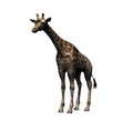 Wild animals - giraffe - isolated on white background Royalty Free Stock Photo