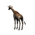 Wild animals - giraffe - isolated on white background Royalty Free Stock Photo