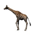 Wild animals - giraffe - isolated on white background Royalty Free Stock Photo