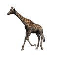 Wild animals - giraffe - isolated on white background Royalty Free Stock Photo