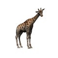 Wild animals - giraffe - isolated on white background