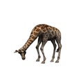 Wild animals - giraffe - isolated on white background