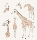 Wild animals. giraffe