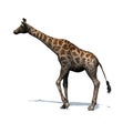 Wild animals - giraffe with shadow on the floor - isolated on white background