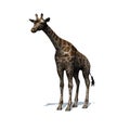 Wild animals - giraffe with shadow on the floor - isolated on white background Royalty Free Stock Photo