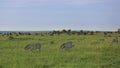 Wild animals graze on the green grass of the savannah: zebras, wildebeests. Royalty Free Stock Photo