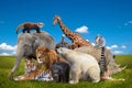 Wild animals group collection Royalty Free Stock Photo