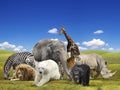 Wild animals group Royalty Free Stock Photo