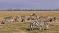 Wild animals of Kenya. Zebra grazes on yellow grass Royalty Free Stock Photo