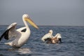 Group of Great White Pelicans in the water