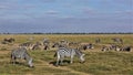 Wild animals in the savannah of Kenya. Group of zebras, impalas and wildebeests