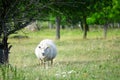 Wild animals - sheep portrait. Farmland View of a Woolly Sheep in a Green forest Field Royalty Free Stock Photo