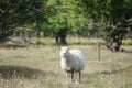 Wild animals - sheep portrait. Farmland View of a Woolly Sheep in a Green forest Field Royalty Free Stock Photo