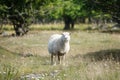 Wild animals - sheep portrait. Farmland View of a Woolly Sheep in a Green forest Field Royalty Free Stock Photo