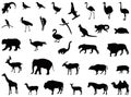 Wild animals silhouette - undomesticated animal species Royalty Free Stock Photo